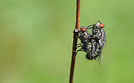 Mating Flesh flies (Sarcophaga sp.)